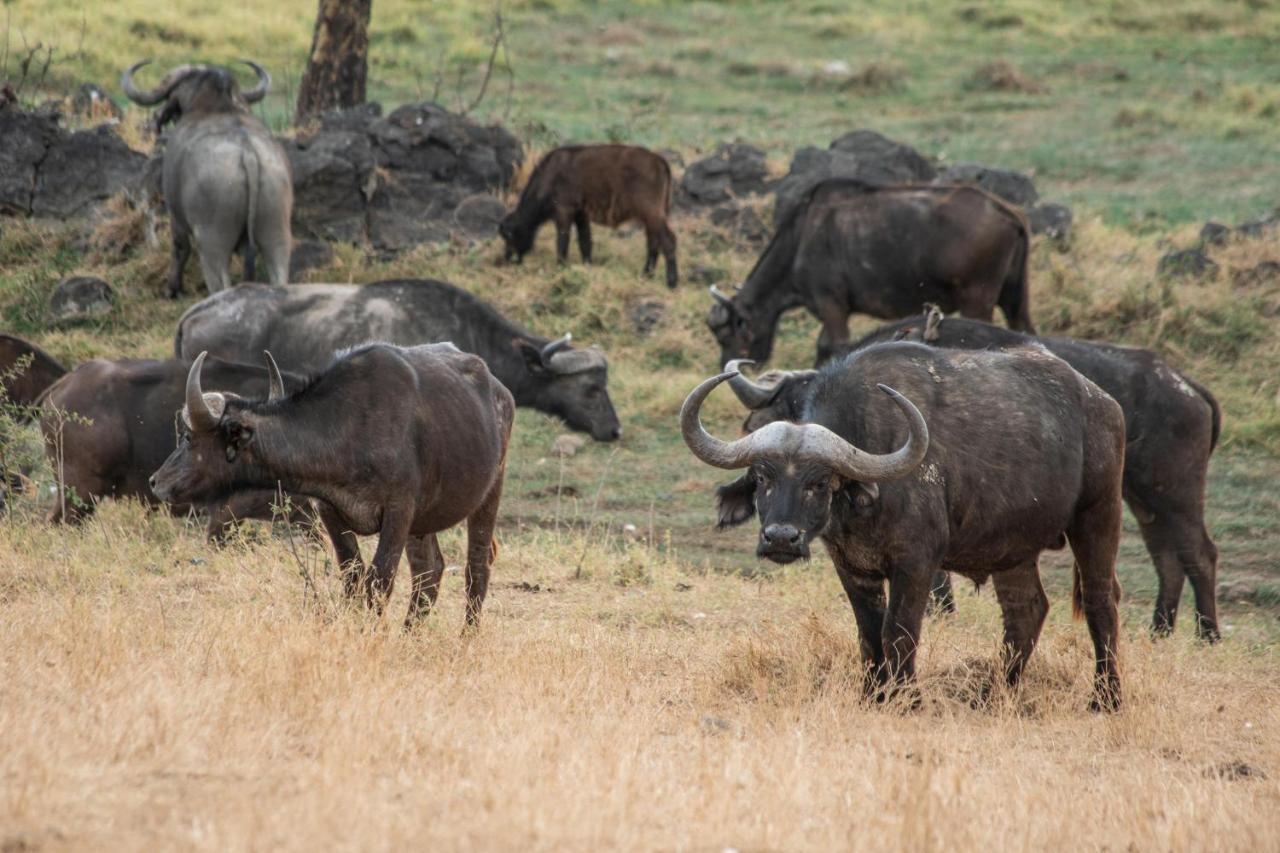 Sarova Lion Hill Game Lodge Nakuru Luaran gambar