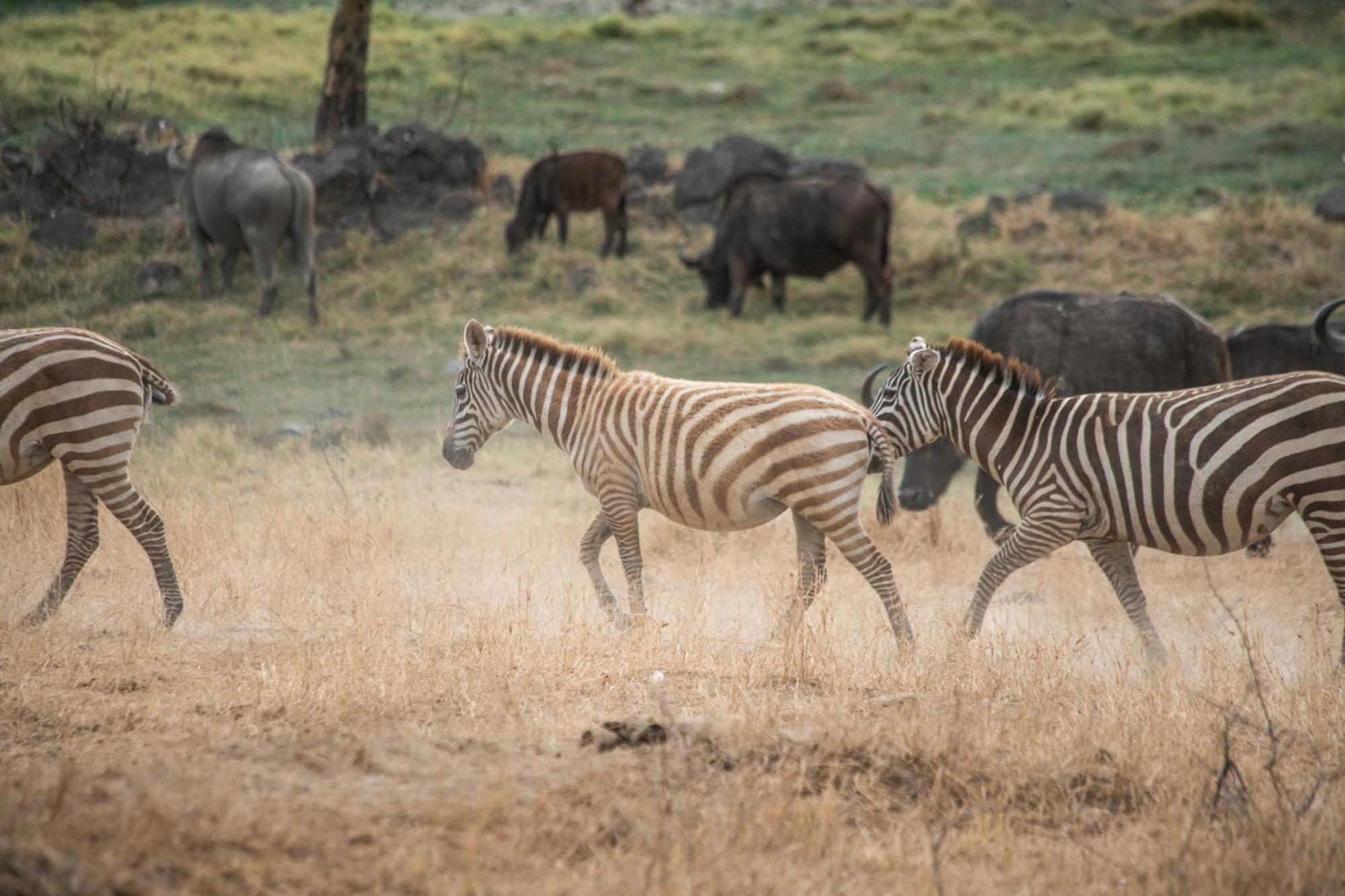 Sarova Lion Hill Game Lodge Nakuru Luaran gambar
