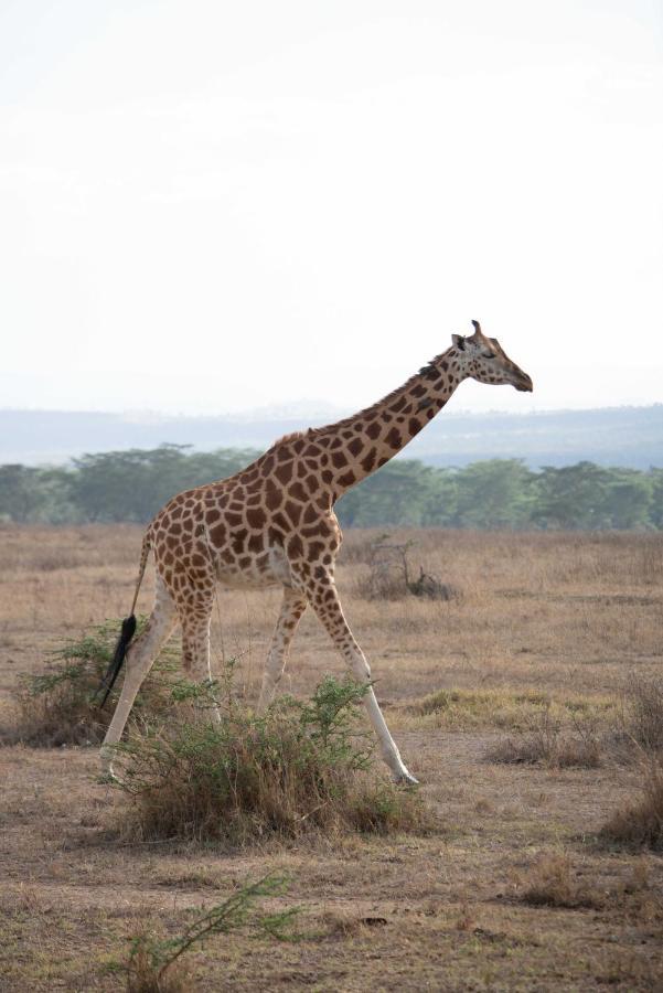 Sarova Lion Hill Game Lodge Nakuru Luaran gambar