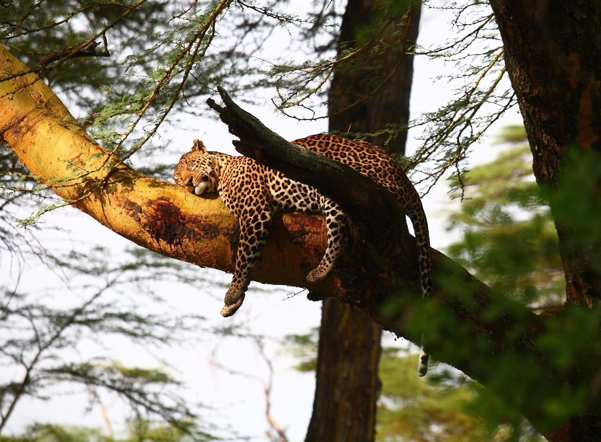 Sarova Lion Hill Game Lodge Nakuru Luaran gambar
