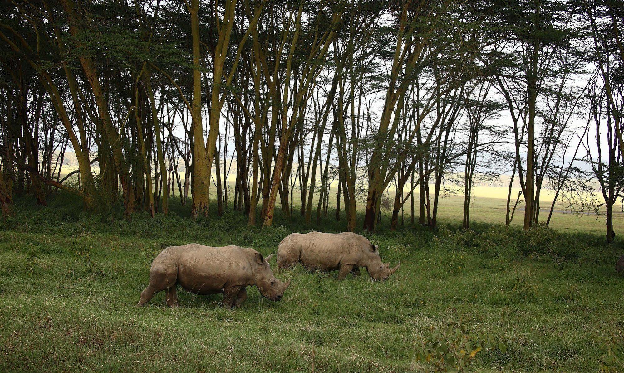 Sarova Lion Hill Game Lodge Nakuru Luaran gambar